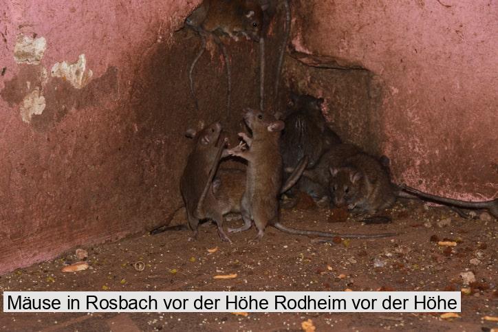 Mäuse in Rosbach vor der Höhe Rodheim vor der Höhe